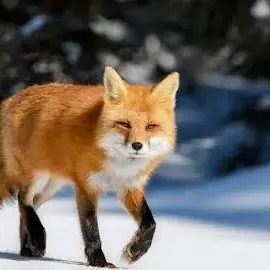 Profile image of 여우