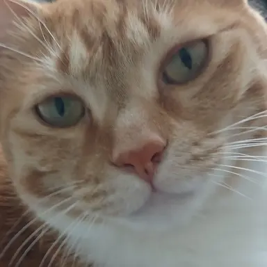 Profile image of 망고