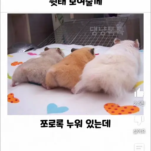 MellowOtter6273의 햄사,햄라,햄오