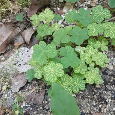 Profile image of 시윤