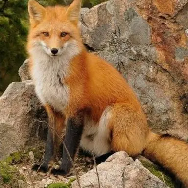 Profile image of 狐