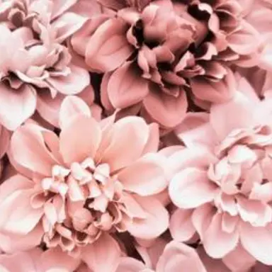 Profile image of 永久輝せあ