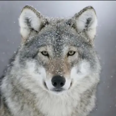 Profile image of 늑대