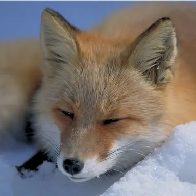 Profile image of Fox