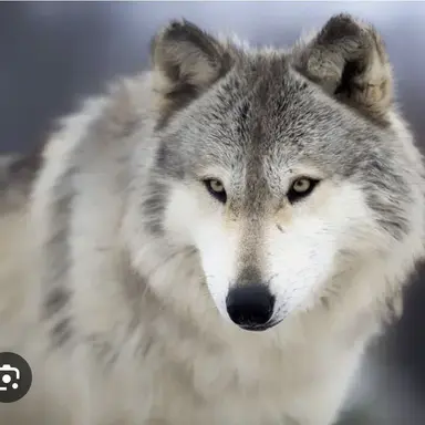 Profile image of Wolf