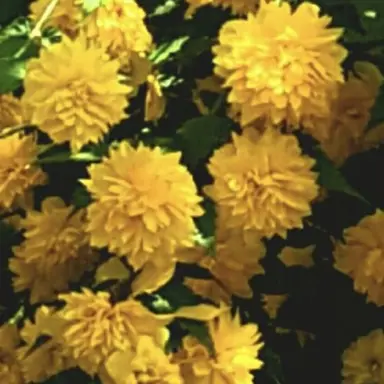 Profile image of 각별