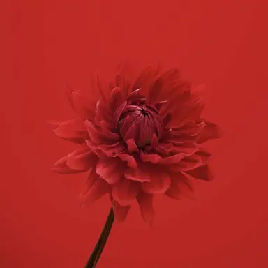 Profile image of 라더