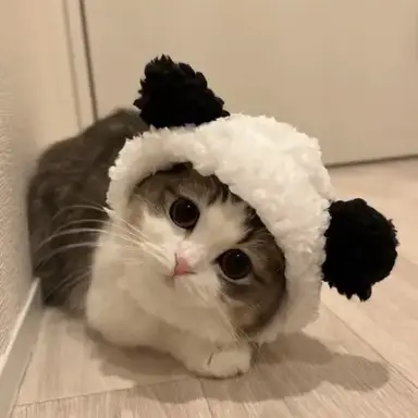 Profile image of すにょん