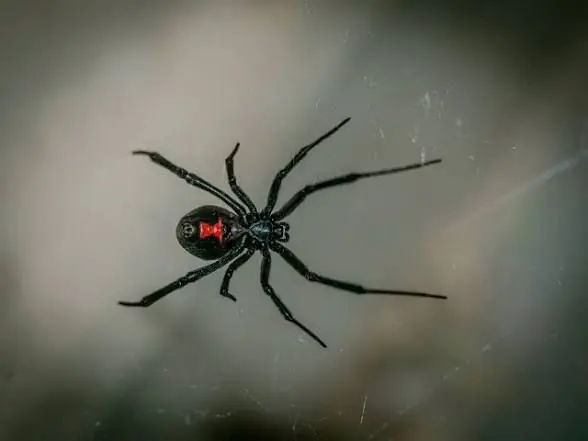 Profile image of Natasha Romanoff