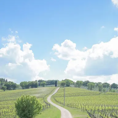 Profile image of 니노 선데이