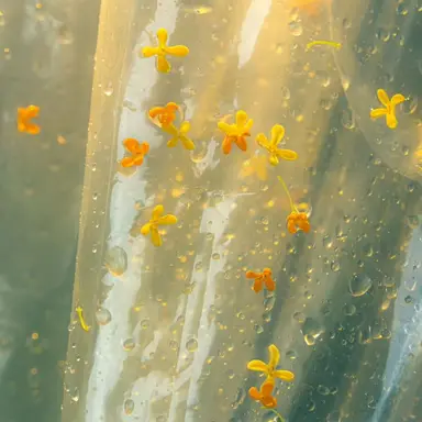 Profile image of 김각별