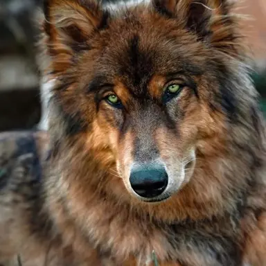 Profile image of Dean