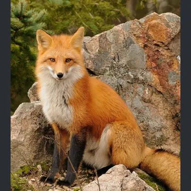 Profile image of 여우