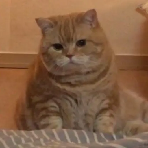 suri_0106의 다이어트의 고양이