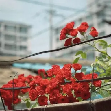 Profile image of 플래그