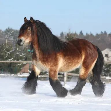 Profile image of Butterscotch