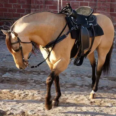 Profile image of Buttercup