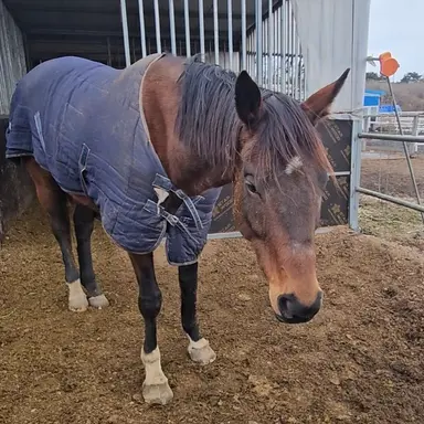 Profile image of 체리브라운