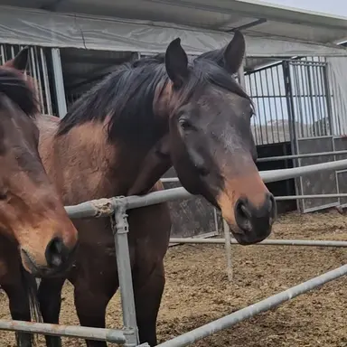 Profile image of 칼랜더