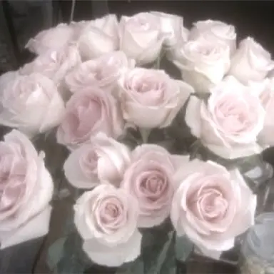 Profile image of 橋本将生