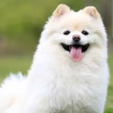 Profile image of 푸딩