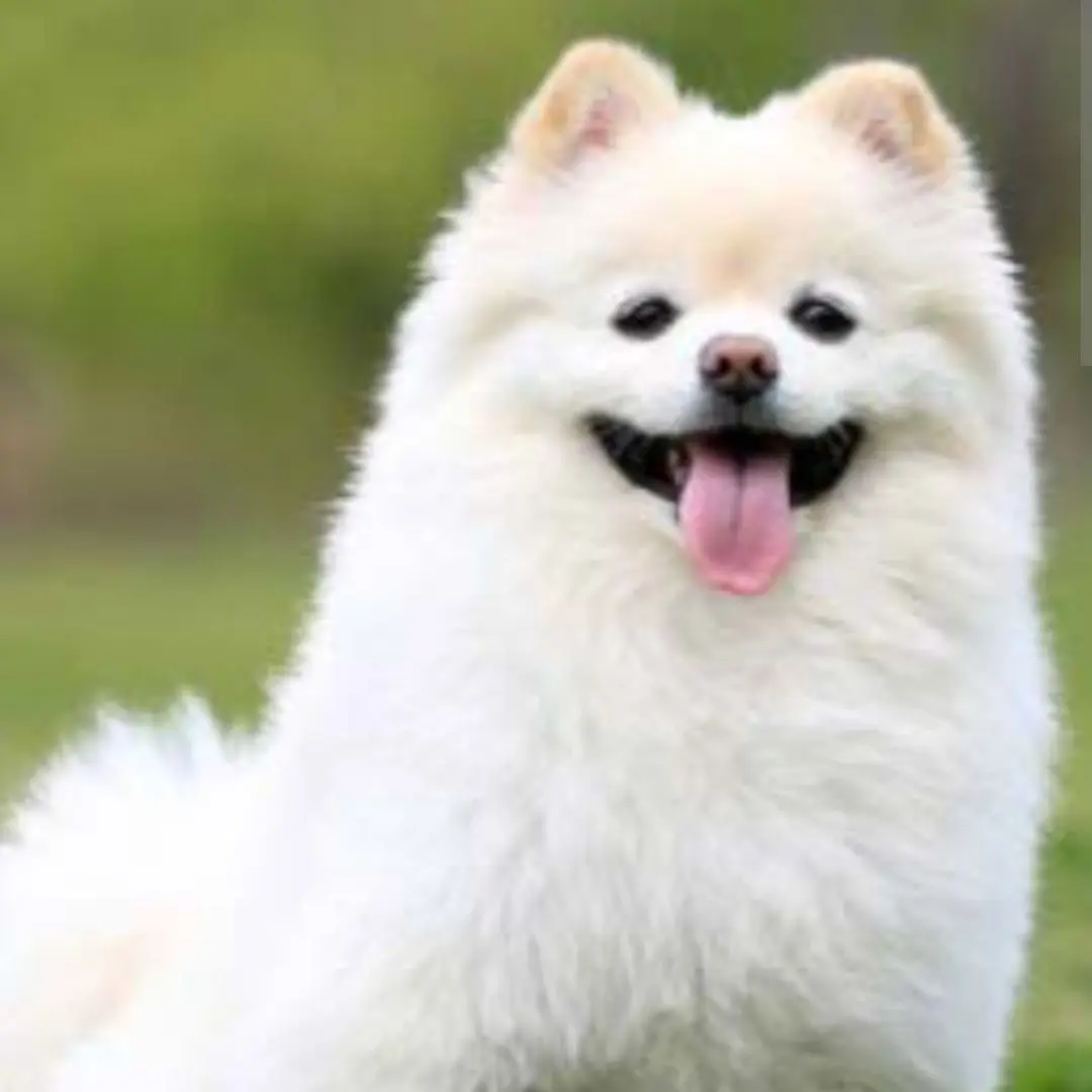 PaltryHuman3093의 10남매가족(강아지들도)