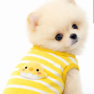 Profile image of 푸디