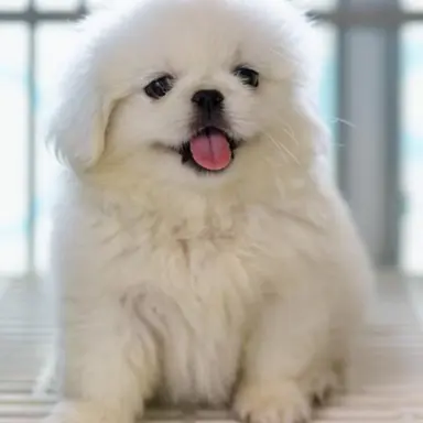 Profile image of 푸링