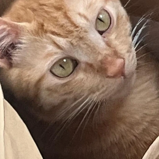 윤까치