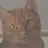 김노을