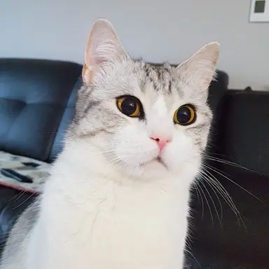 Profile image of 하루무 키요루
