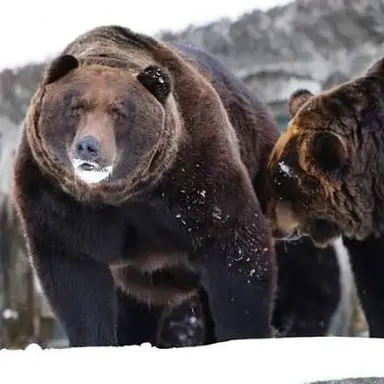 Profile image of クマ