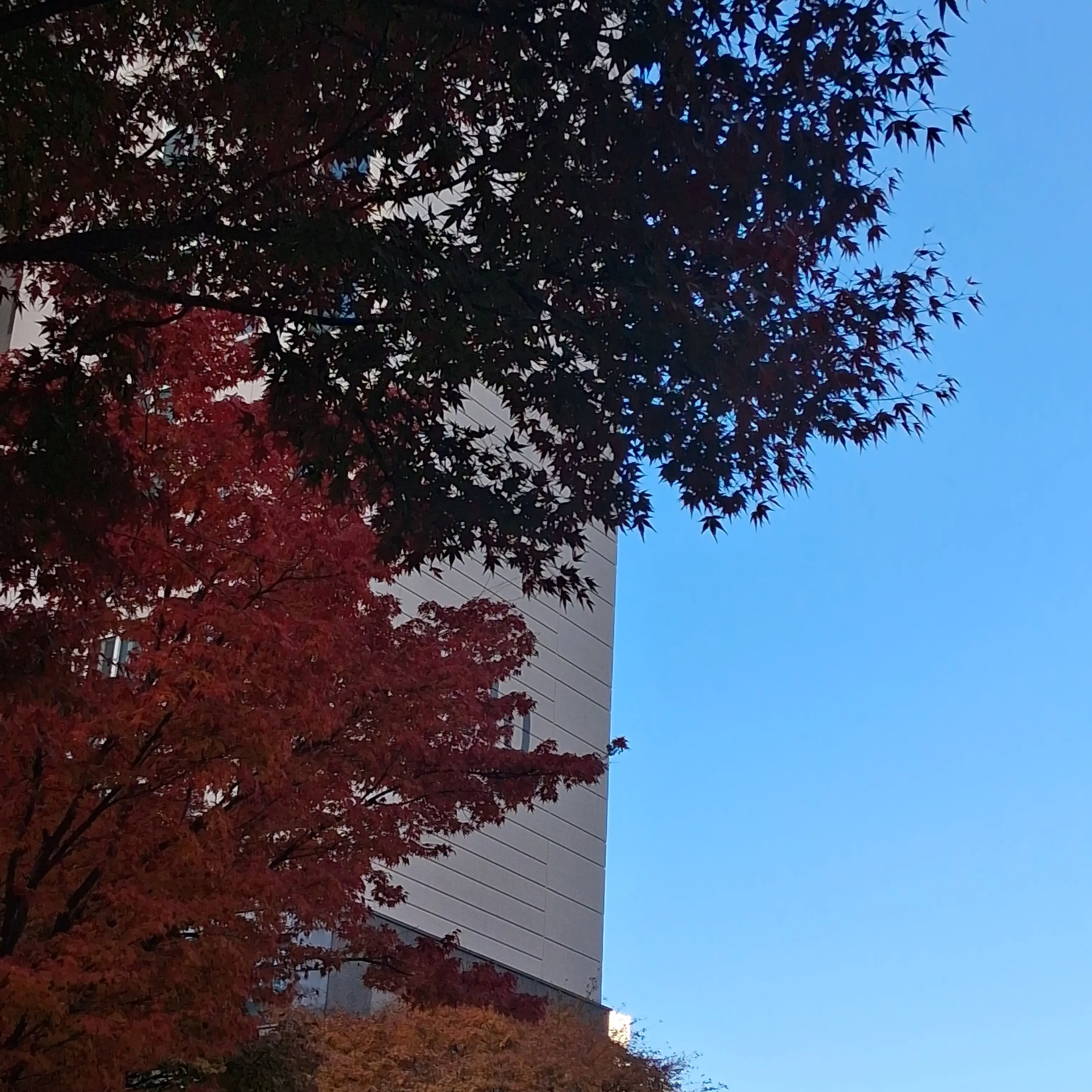 RuralStorm4814의 여우 멜로우..