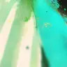 Profile image of 伊波ライ