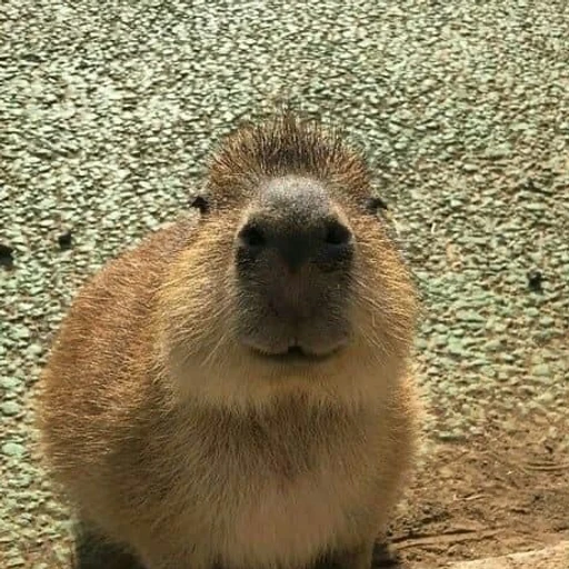 카피바라