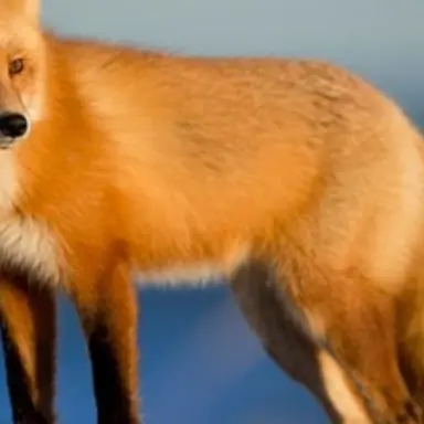 Profile image of 여우