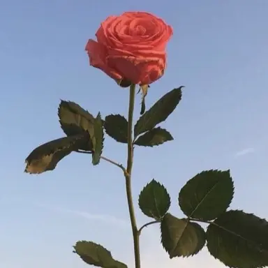 Profile image of 코마