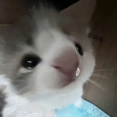 Profile image of 카리나
