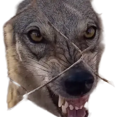 Profile image of 늑대