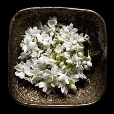 Profile image of 드미트리