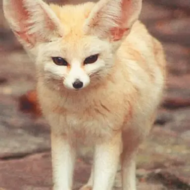 Profile image of 여우