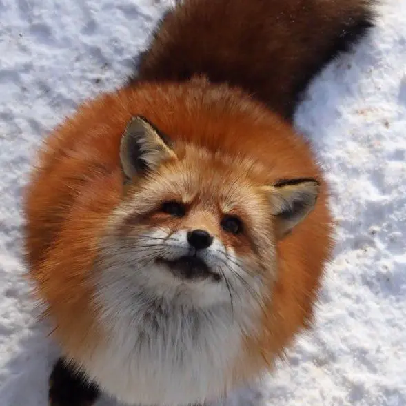 BossyLabel4125의 자캐 악마들과 여우련