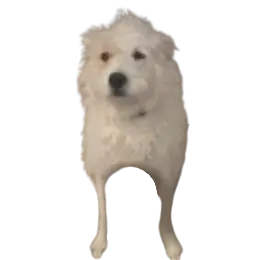 Profile image of Aria Sunfield