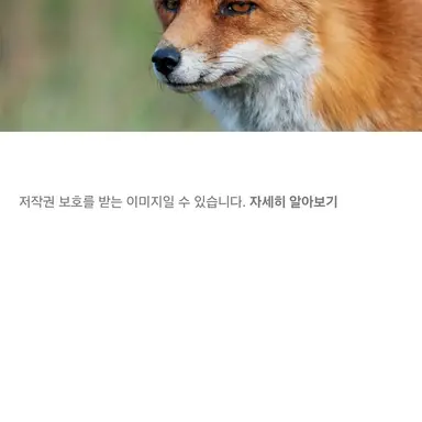 Profile image of 키츠네