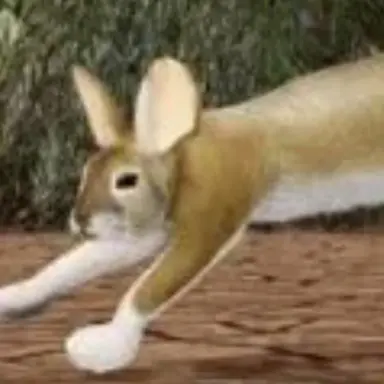 Profile image of 덤불토끼