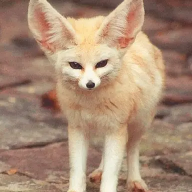 Profile image of 여우