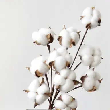 Profile image of 코튼