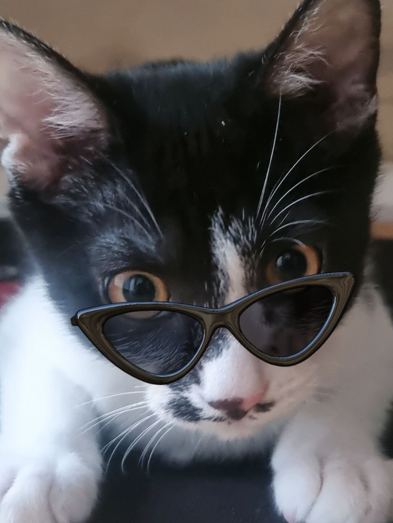 고양이 귀와 꼬리가 생겼다?! 대표 이미지