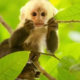 YeTTONGGO의 시골원숭이 히코.🐒