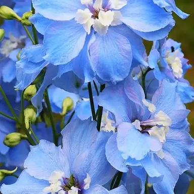 Profile image of 山姥切長義